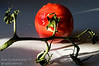 canadaweb > A tomato ready to eat
