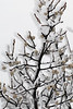 A Wolf Willow branch with berries and crusted by hoar frost
