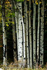 Parallel Trees in the Kananaskis Country, Alberta
