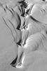 January - Tracks left by a dog or a coyote compressed the snow.  Then the wind removed the surrounding snow.