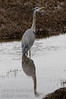 A Blue Heron fishing for small fish and frogs in the tidal flats near Comox, B.C.