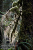 A view from the rain forest on the west coast of Vancouver Island.