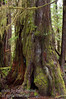 The rain forest along the west cost of Vancouver Island has incredible trees of a size hard to comprehend